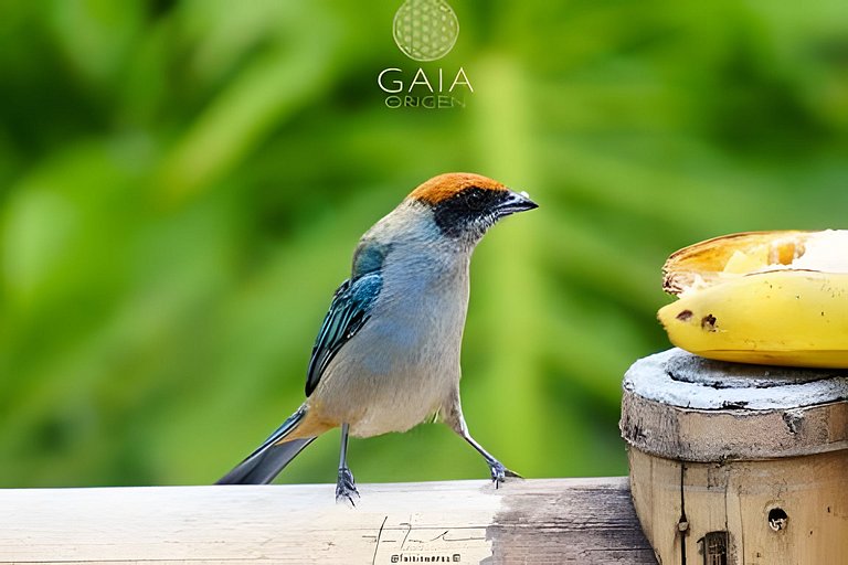 Cabin, Nature 10 min from Cali