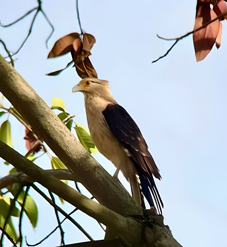 Cabin, Nature 10 min from Cali